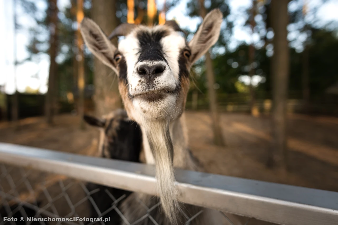 Zdjęcie podglądowe 1