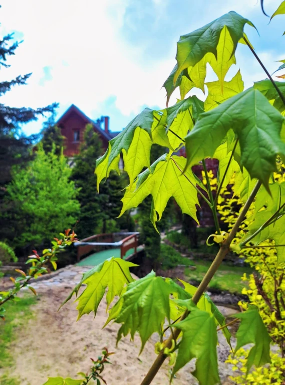 Zdjęcie podglądowe 1